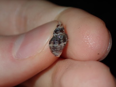 Agnewia tritoniformis