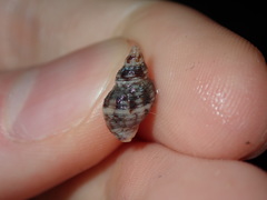 Agnewia tritoniformis