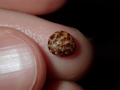 Cantharidella picturata