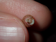 Cantharidella picturata