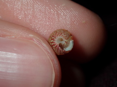 Cantharidella picturata