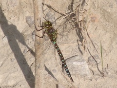 Aeshna interrupta interrupta