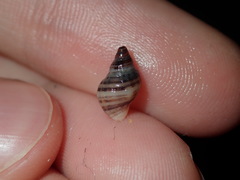 Agnewia tritoniformis