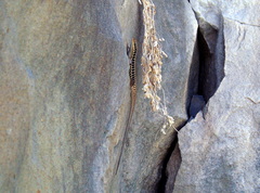 Heremites auratus