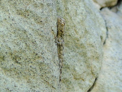 Mediodactylus
