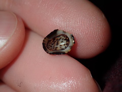 Patelloida latistrigata