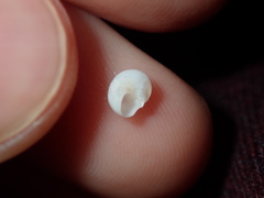 Crosseola concinna