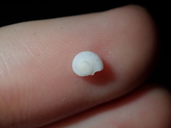 Crosseola concinna