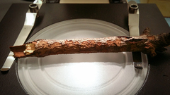 Dendrophora versiformis