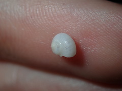 Crosseola concinna