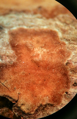 Dendrophora versiformis