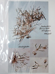 Dendrophora versiformis