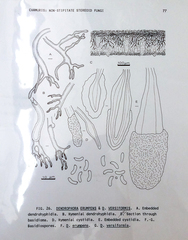Dendrophora versiformis