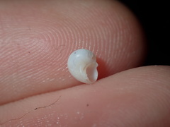 Crosseola concinna