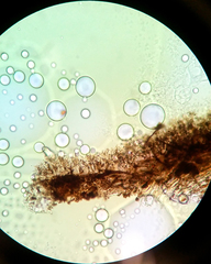 Dendrophora versiformis