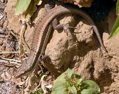 Chioninia delalandii