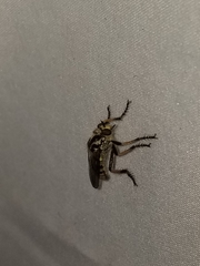 Callinicus pollenius