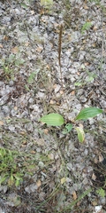 Plantago urvillei
