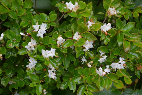 Rhododendron tschonoskii iNat (2)