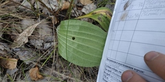 Plantago urvillei
