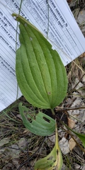 Plantago urvillei