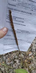 Plantago urvillei