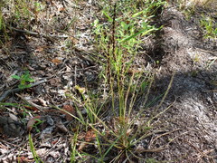 Drosera filiformis