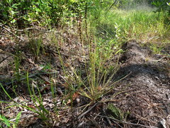 Drosera filiformis