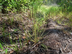 Drosera filiformis