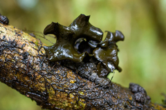 Cordieritidaceae