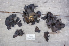 Cordieritidaceae