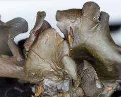 Cordieritidaceae