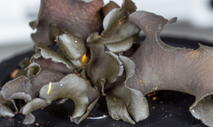 Cordieritidaceae