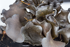 Cordieritidaceae
