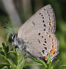 Satyrium californica