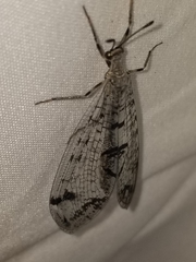 Dendroleon speciosus