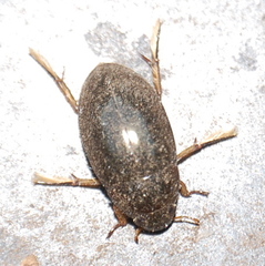 Tropisternus quadristriatus