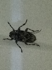 Pseudastylopsis nebulosus