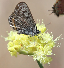 Euphilotes enoptes