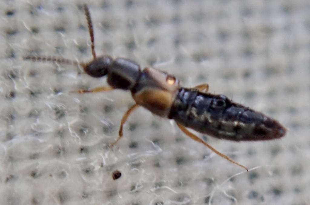 Liogluta longiuscula