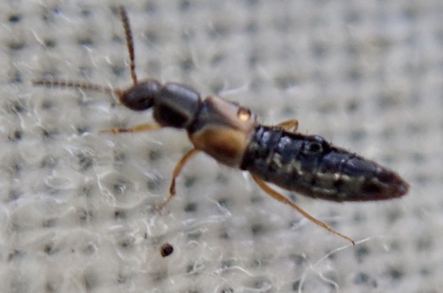 Liogluta longiuscula