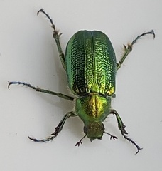 Diphucephala colaspidoides