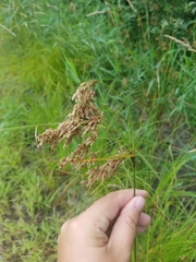Scirpus pedicellatus