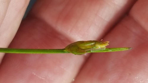 Swaying bulrush (Schoenoplectus subterminalis)