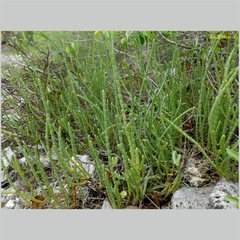 Tecticornia indica