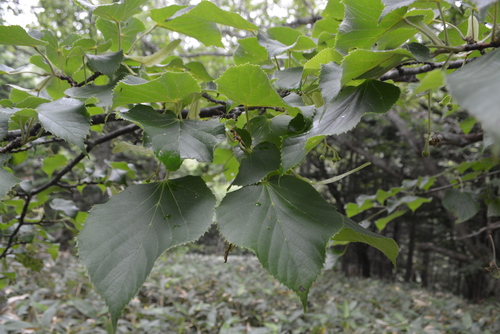 Tilia maximowicziana iNat (2)