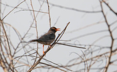 Turdus simillimus