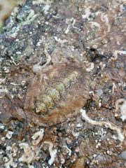 Acanthochitona fascicularis