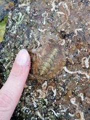 Acanthochitona fascicularis