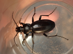 Carabus scheidleri